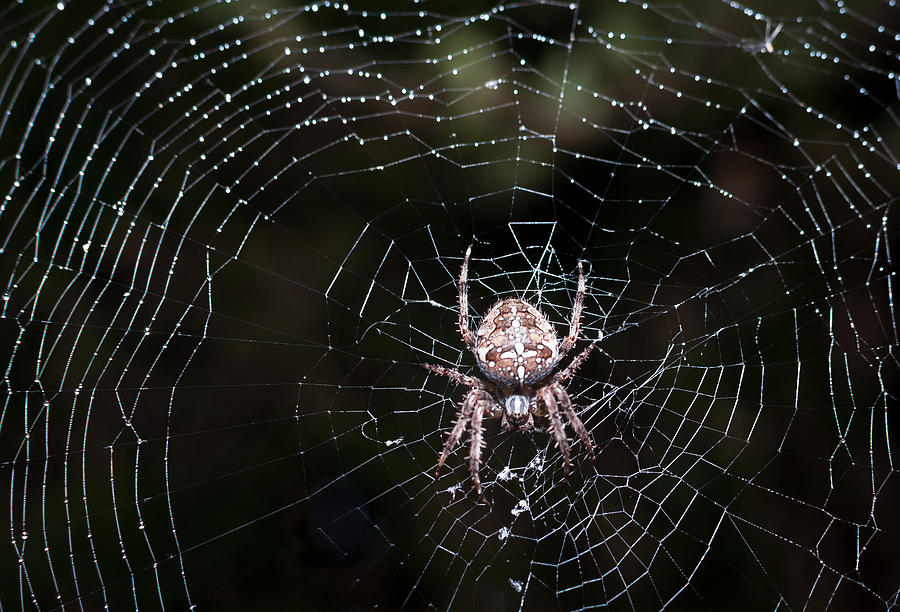 Garden Spider Photograph by Matt Malloy