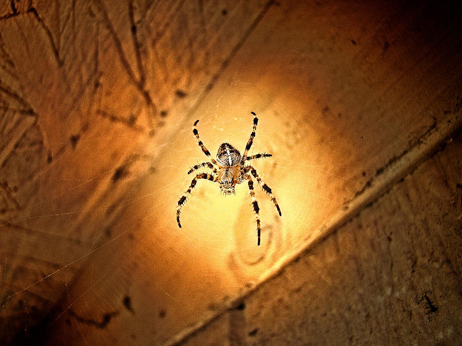 Garden Spider Photograph by Nick Kloepping