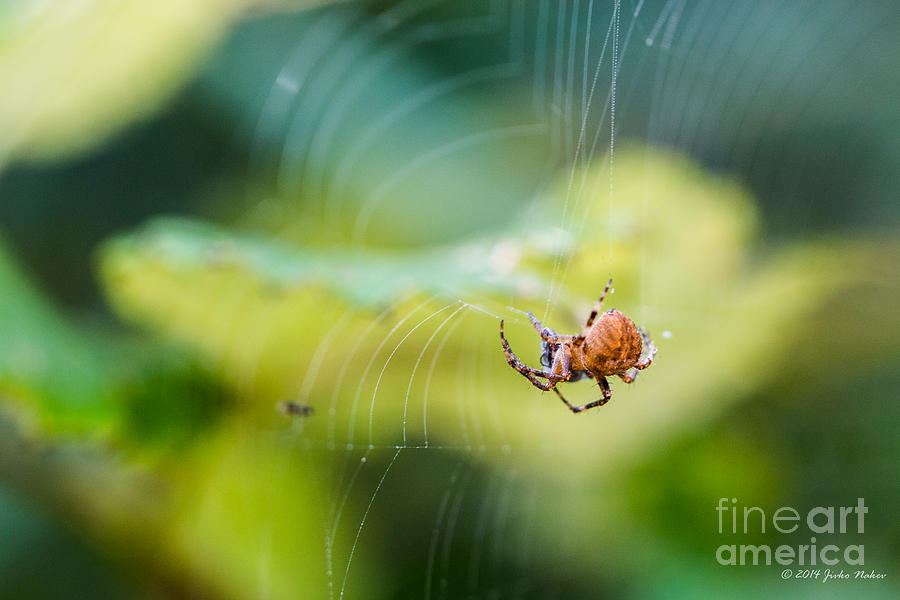 Garden Spider Orbweaver Photograph by Jivko Nakev