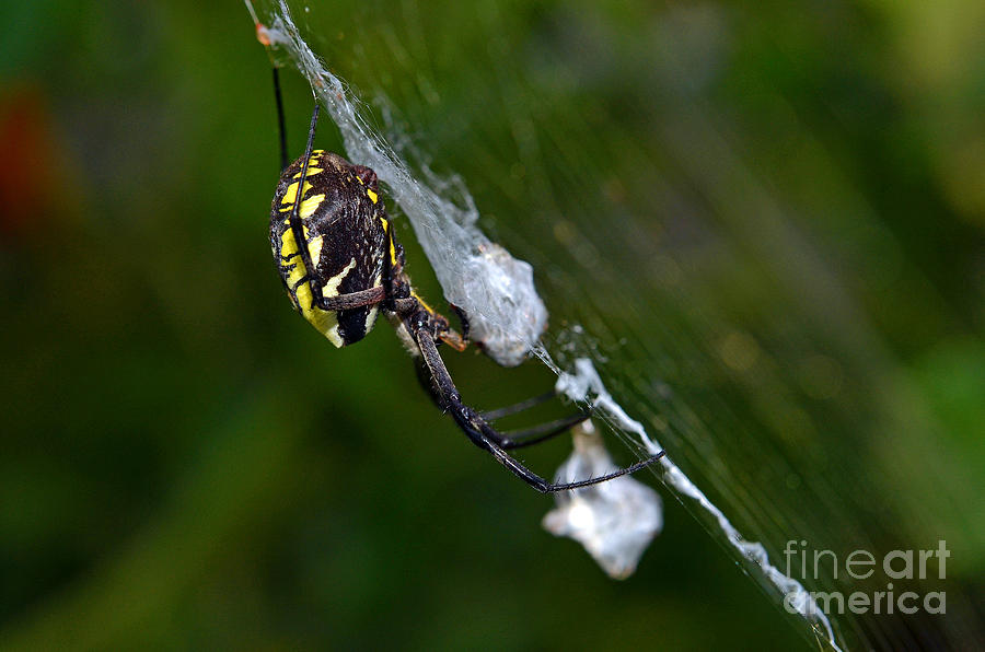 Garden Spider Profile Photograph by Laura Mountainspring