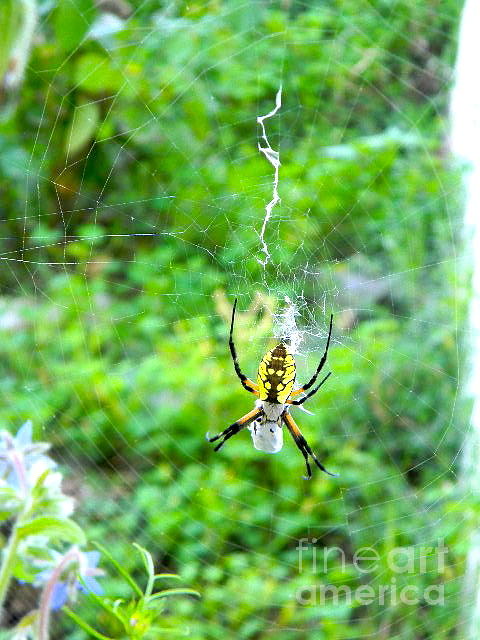 Garden Spider Photograph