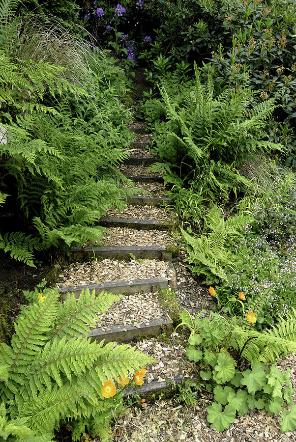 Garden Steps Photograph By Bide A Wee Simon Fraser Science Photo