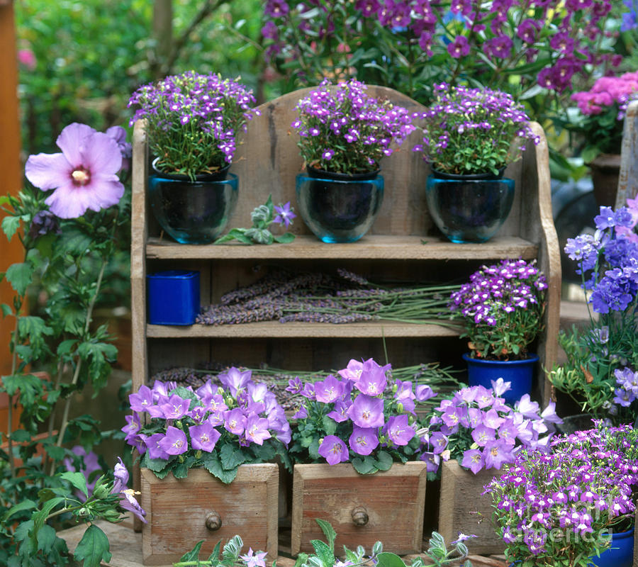 Garden Still-life With Purple Flowers Photograph by Hans Reinhard