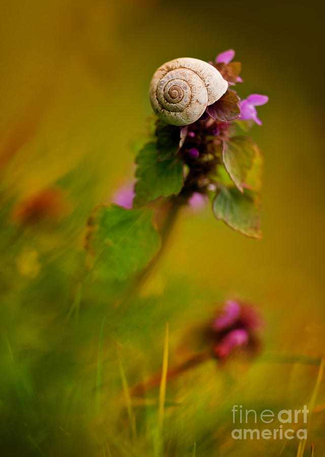 Shell Photograph - Garden Stories XXI by Jaroslaw Blaminsky