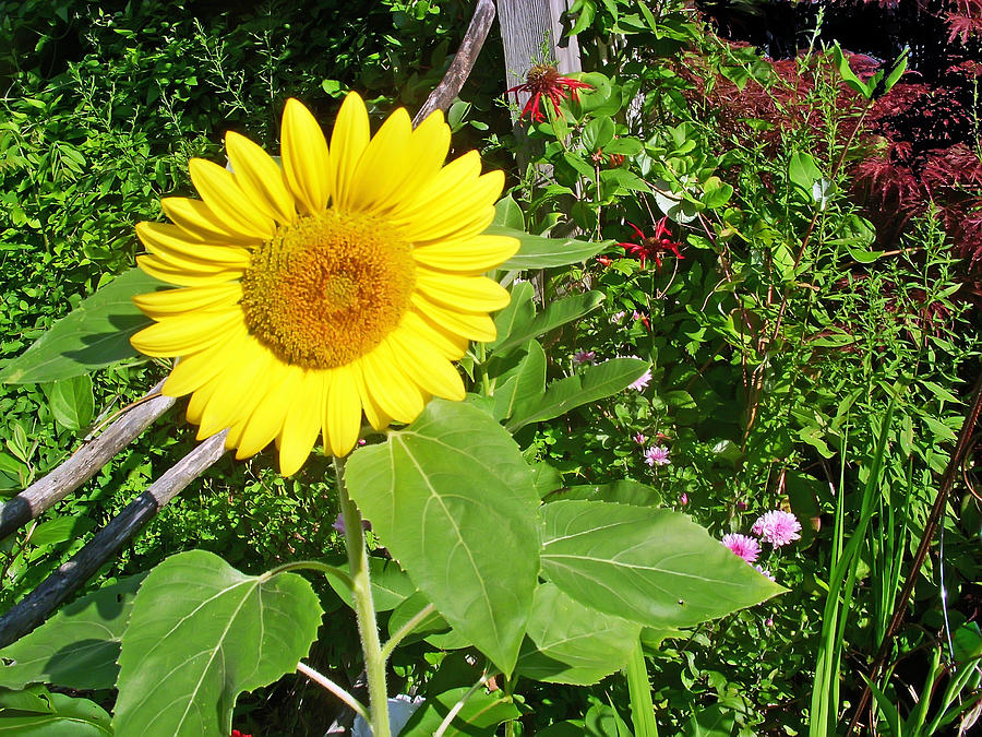 Garden Sunflower Photograph by Aimee L Maher ALM GALLERY