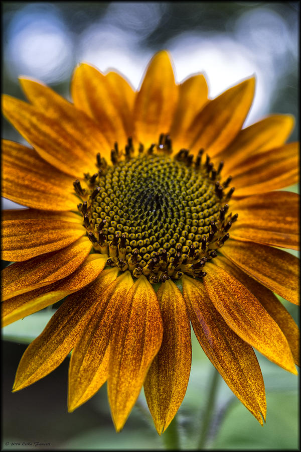 Garden Sunflower Photograph by Erika Fawcett