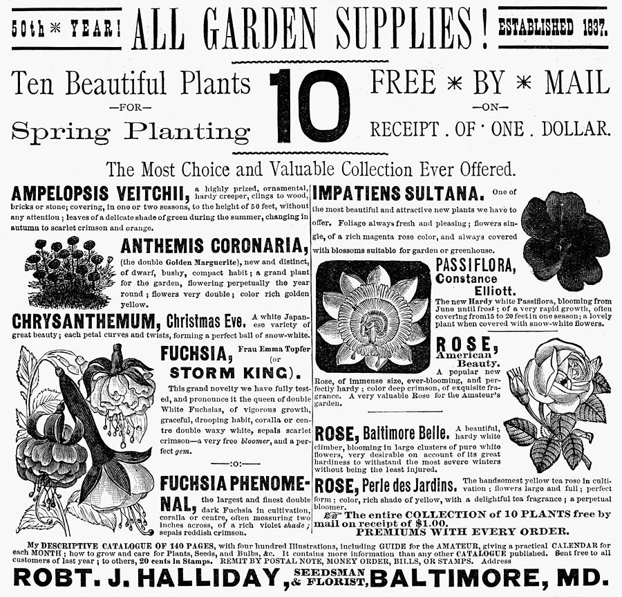Garden Supplies Ad, 1887 Painting by Granger Garden Supplies Ad, 1887 Painting by Granger