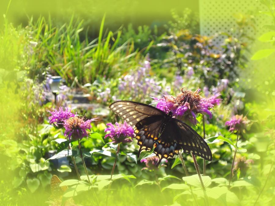 Garden Swallowtail Photograph by MTBobbins Photography