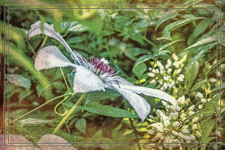 Flower - Clematis - Garden Tapestry Photograph by Barry Jones