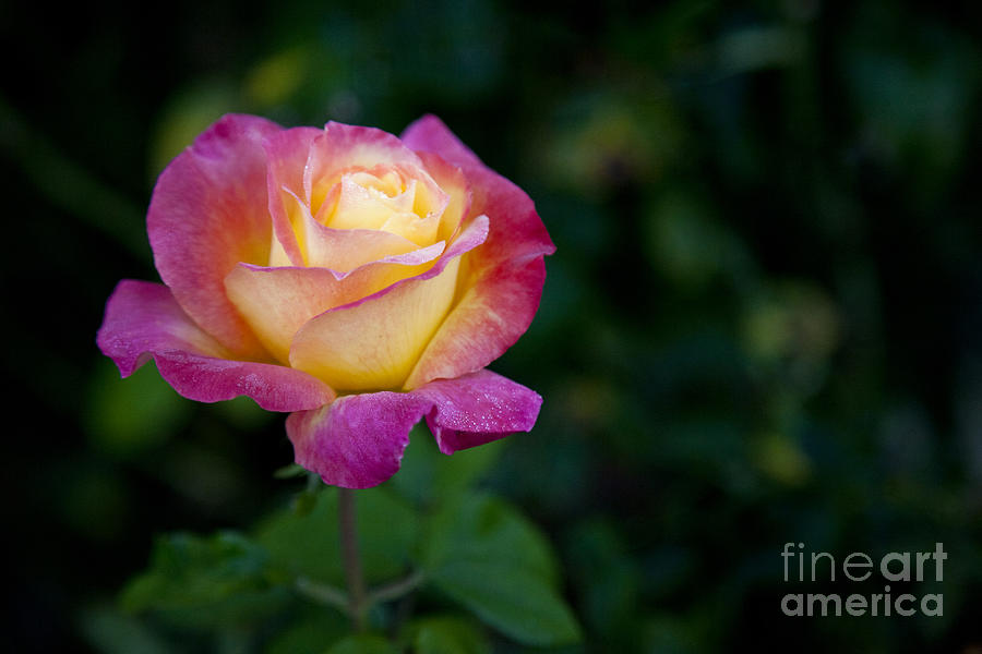 Garden Tea Rose Photograph by David Millenheft