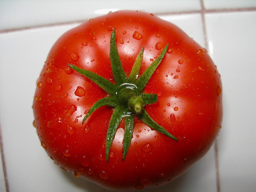 Garden Tomato 01 Photograph by Brian Gilna