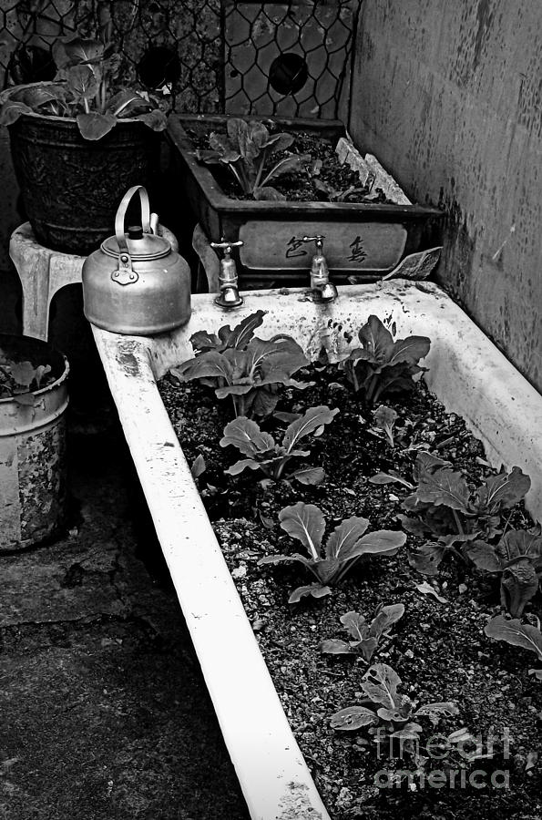 Garden Photograph - Garden tub by Shawna Gibson