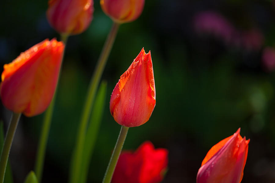 Tulip Photograph - Garden Tulips by Kim Aston