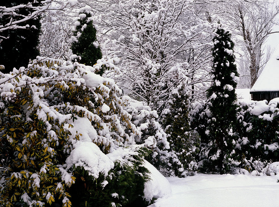 Garden Under Snow Photograph by Anthony Cooper/science Photo Library