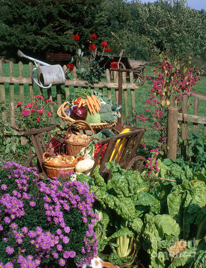 Carrot Photograph - Garden Vegetable Still-life by Hans Reinhard