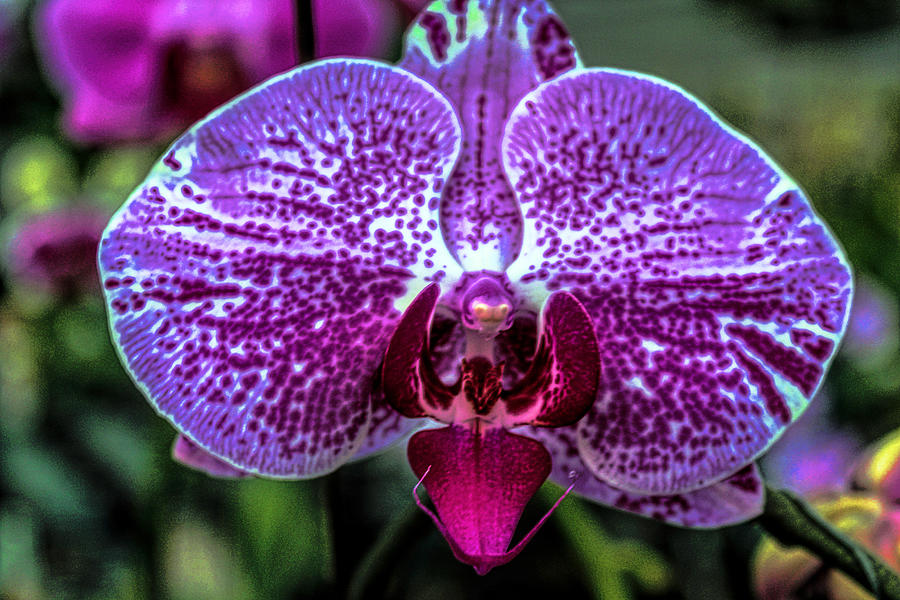 Exotic Orchid 24 Photograph by Carlos Diaz