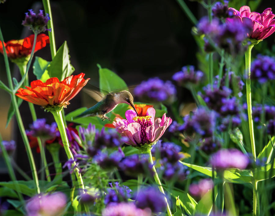 Garden Visitor Photograph by Straublund Photography Garden Visitor Photograph by Straublund Photography