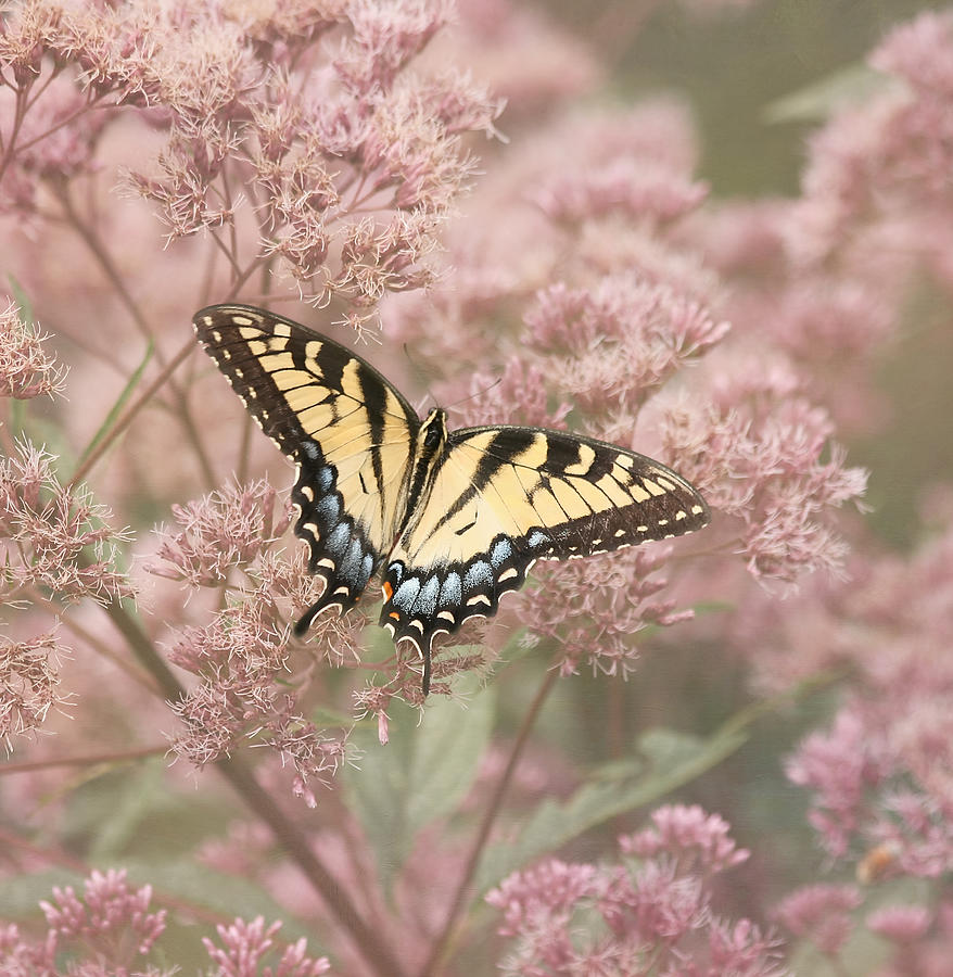 Garden Visitor - Tiger Swallowtail Photograph by Kim Hojnacki