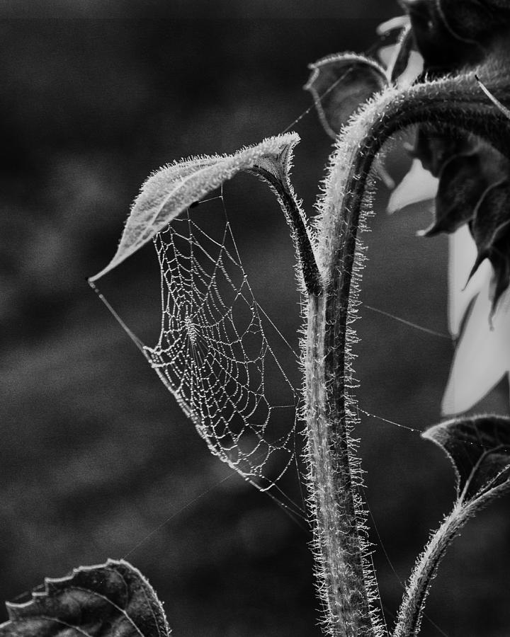 Garden Web Photograph by Sue Capuano
