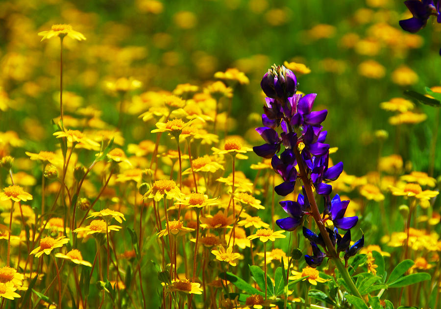 Garden Wildflowers Photograph by Lynn Bauer