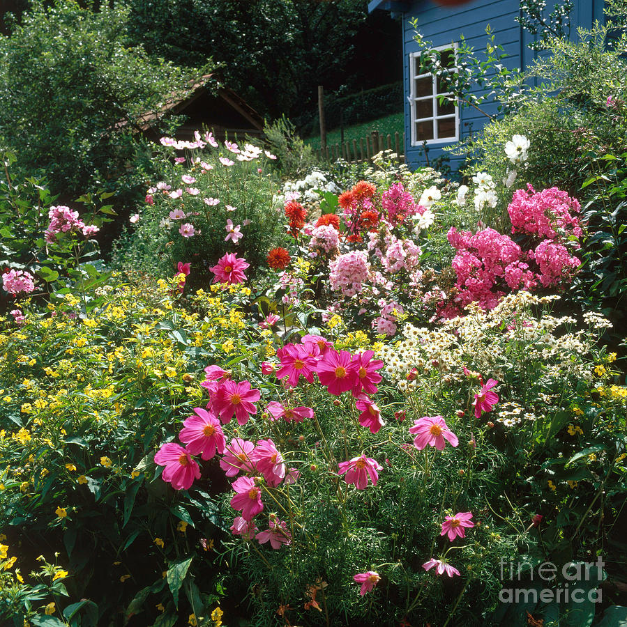 Flowers Still Life Photograph - Garden With Colorful Flowers by Hans Reinhard