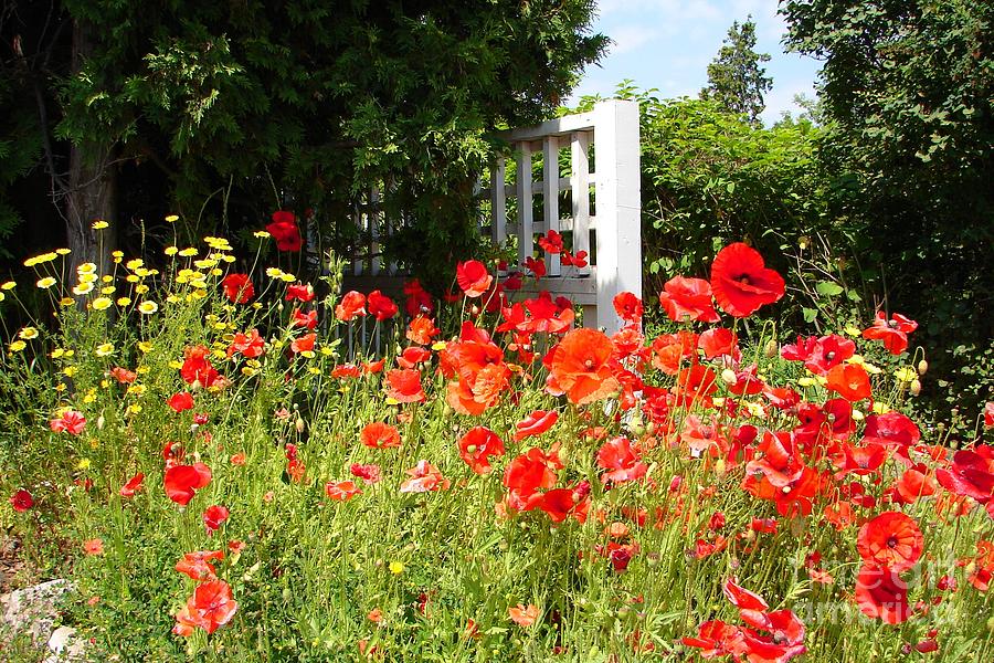 Garden with Red Poppies Photograph by Cristina Stefan