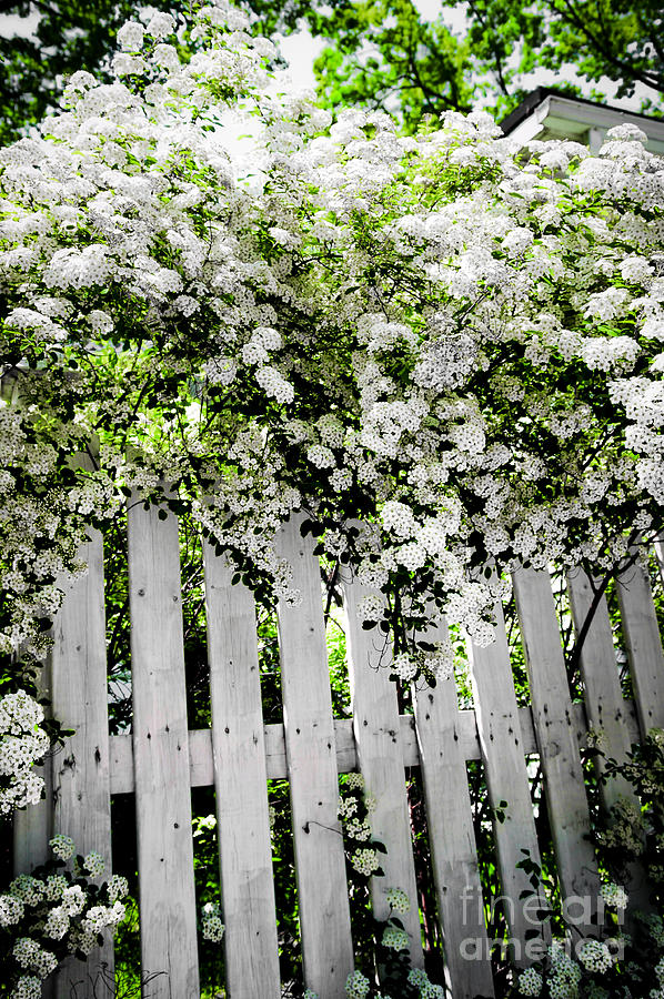 Garden with white fence Photograph by Elena Elisseeva