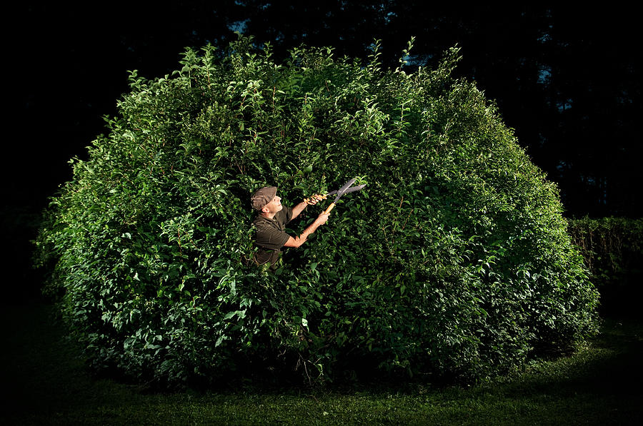 Gardener Trimming Big Bush Photograph by Ferrantraite