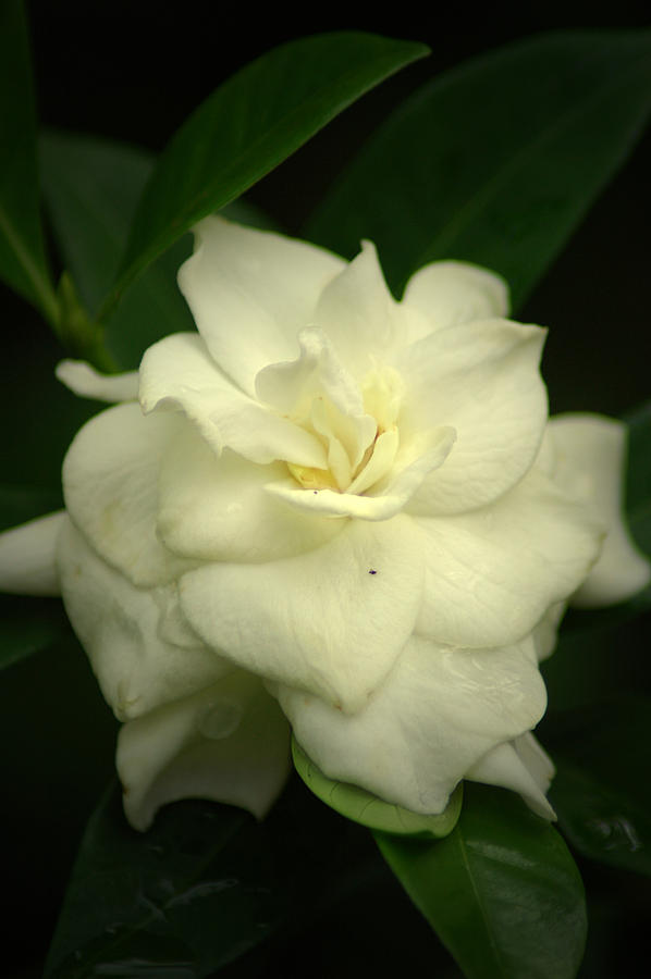 Gardenia 3 Photograph by David Weeks