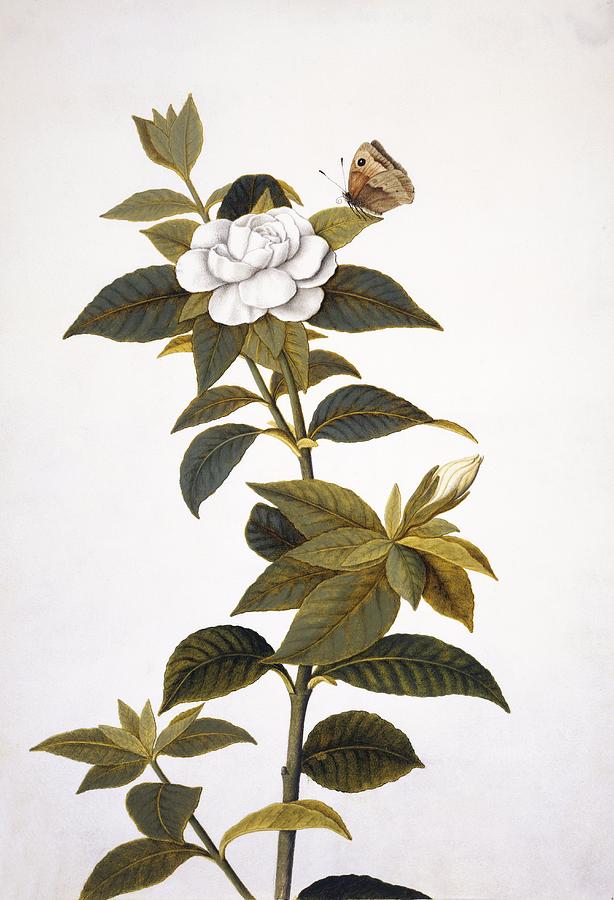 Butterfly Photograph - Gardenia and butterfly, 18th century by Science Photo Library