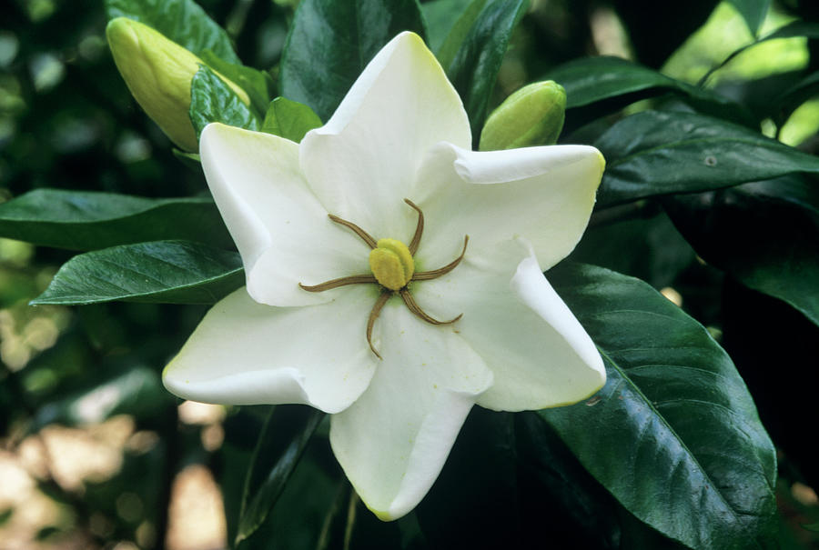 Gardenia Augusta chinese Single Photograph by Sally Mccrae Kuyper/science Photo Library