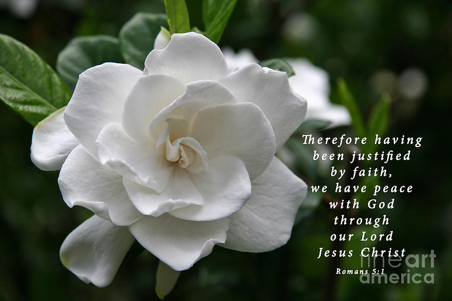 Gardenia Bloom and Scripture Photograph by Jill Lang