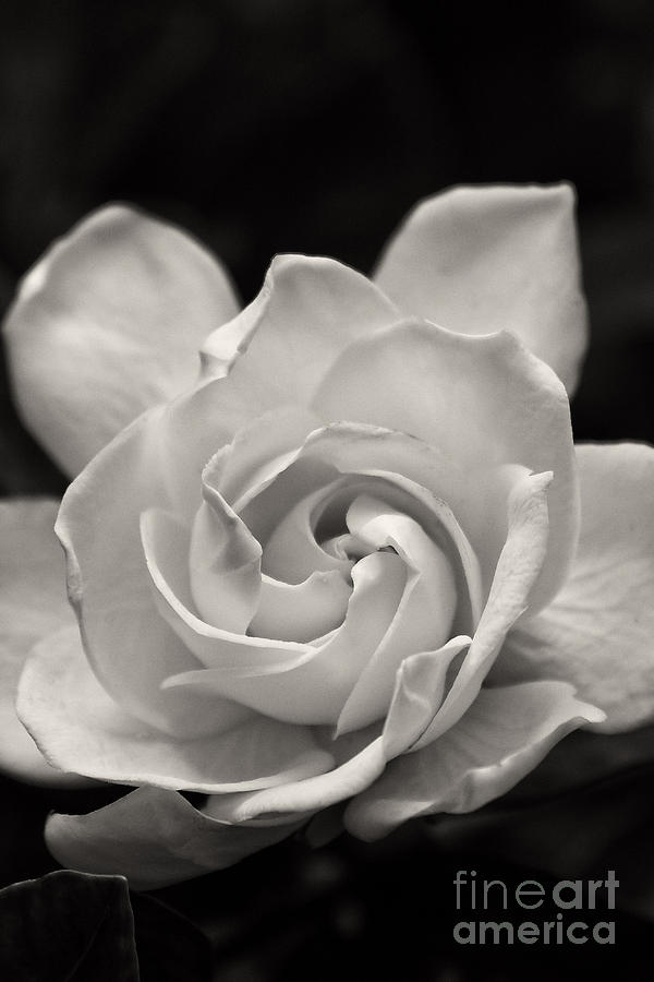 Gardenia Bloom in Sepia Photograph by Jill Lang