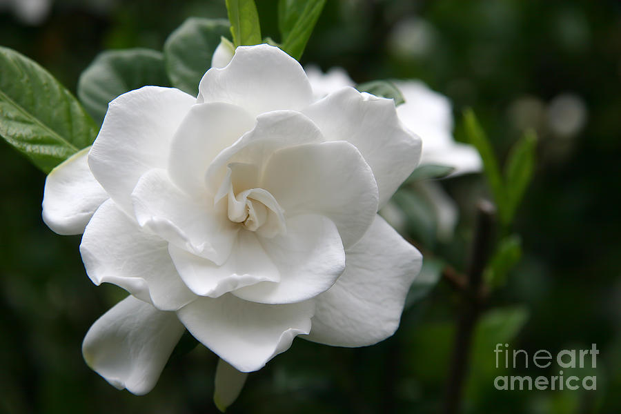 Gardenia Bloom Photograph