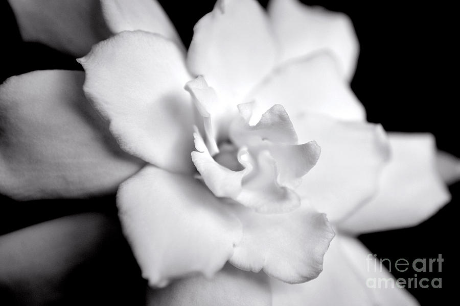 Gardenia Bloom Photograph by Kelly Nowak