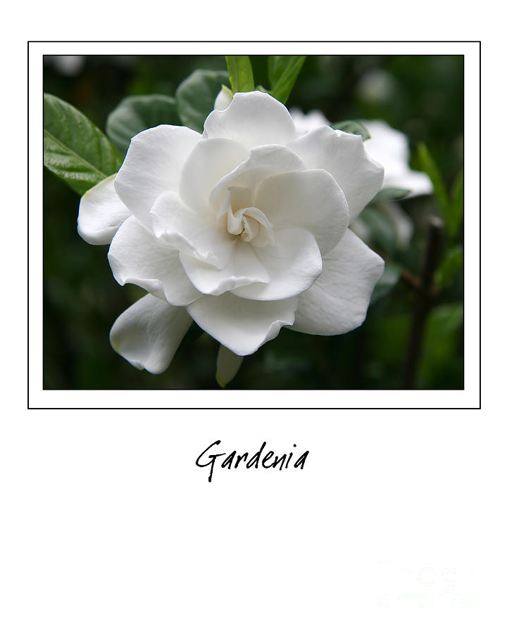 Gardenia Gallery Style Photograph by Jill Lang