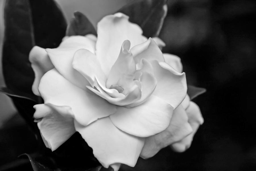 Gardenia in Black and White Photograph by Vanessa Thomas