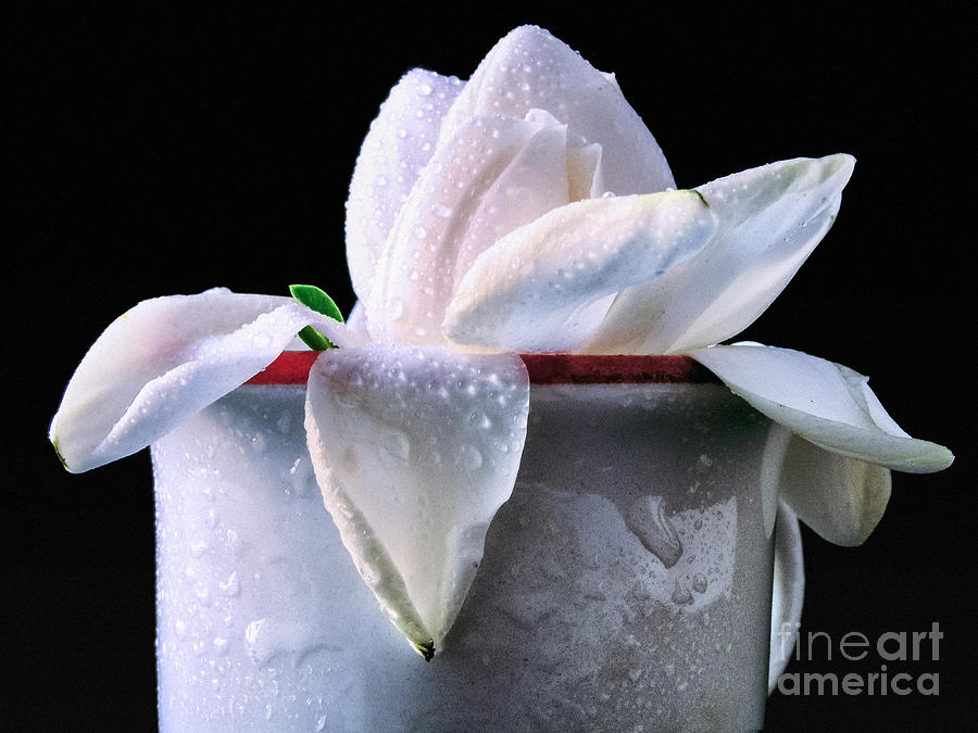 Gardenia in coffee cup #2 Photograph by Silvia Ganora