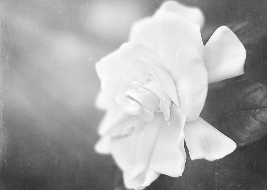 Black And White Photograph - Gardenia in the Sunlight by Jessie Gould