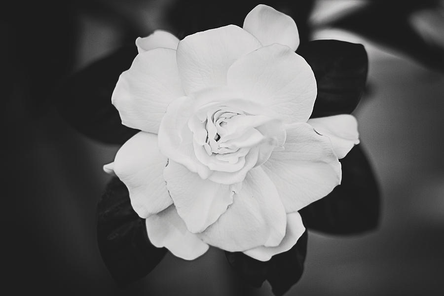Black And White Photograph - Gardenia by Jessie Gould
