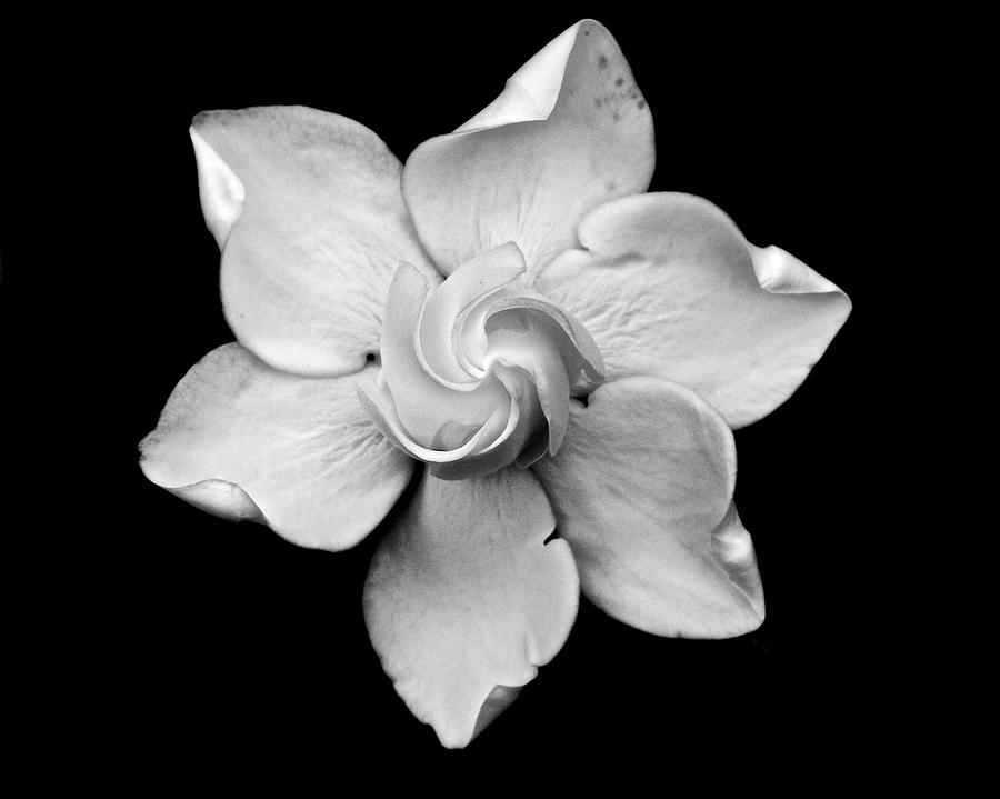 Gardenia Photograph by Pam DeCamp