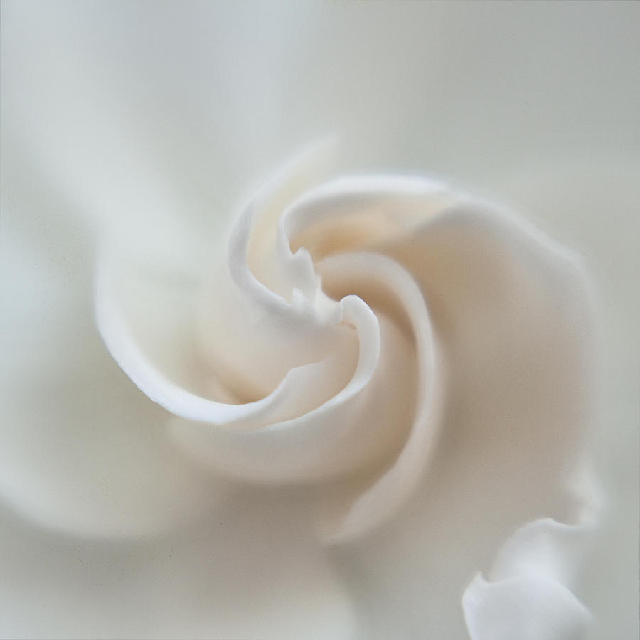 Gardenia Swirl Photograph