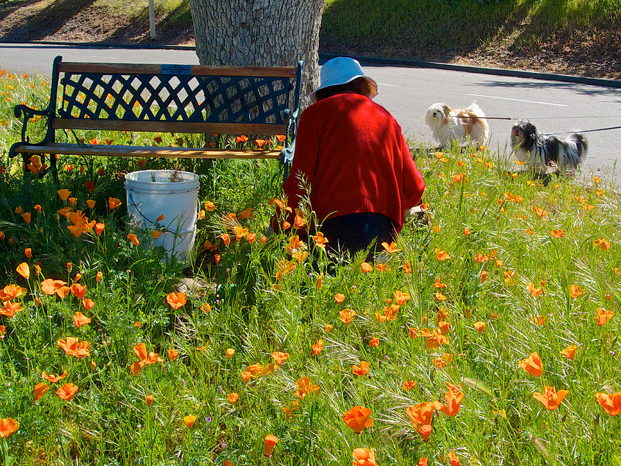 Dogs as Gardening Distractions in Park Sierra-California Photograph by Ruth Hager