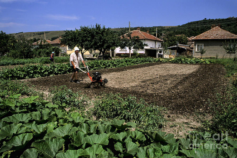 Gardening In Bulgaria Photograph by Bill Bachmann