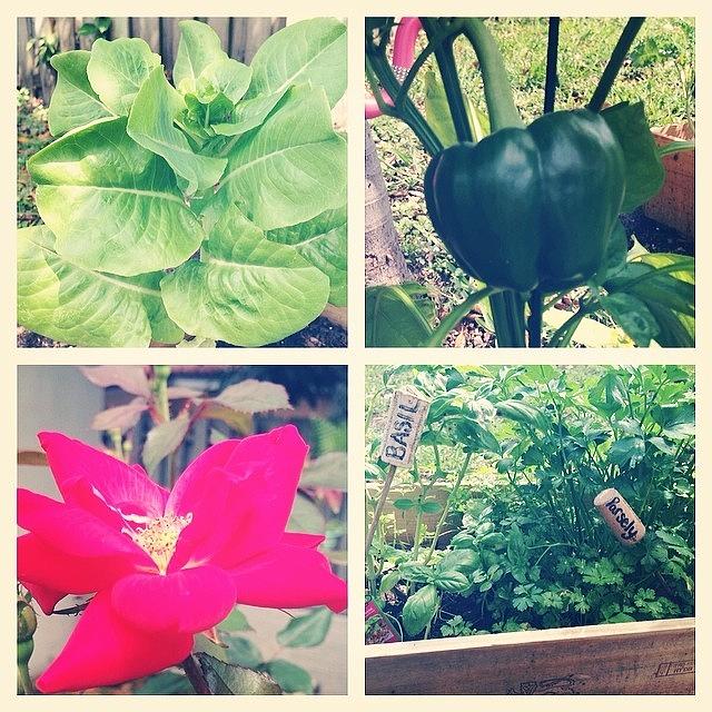 Lettuce Photograph - Gardening Is So Fun! My Magic Garden Is by Erika Mendy