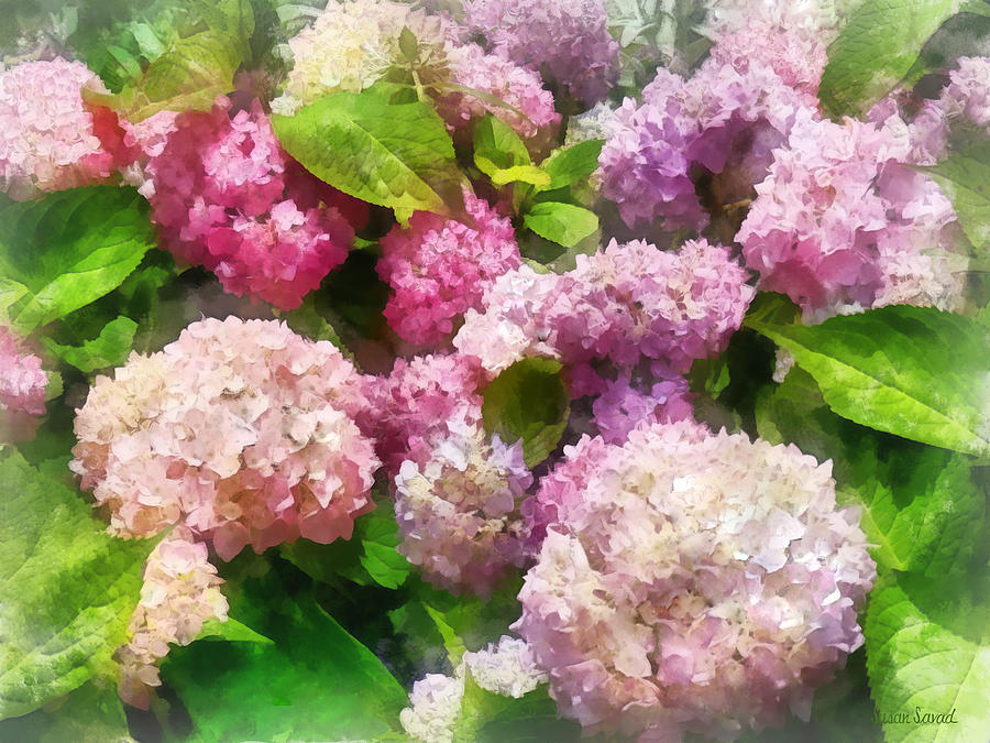 Gardens - Pink and Lavender Hydrangea Photograph by Susan Savad