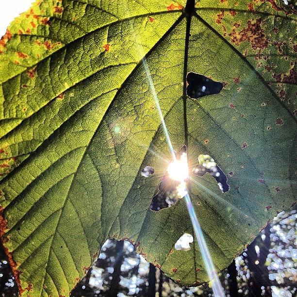 Nature Photograph - #gardens #sunlight #inthegarden #nature by Megan Rudman