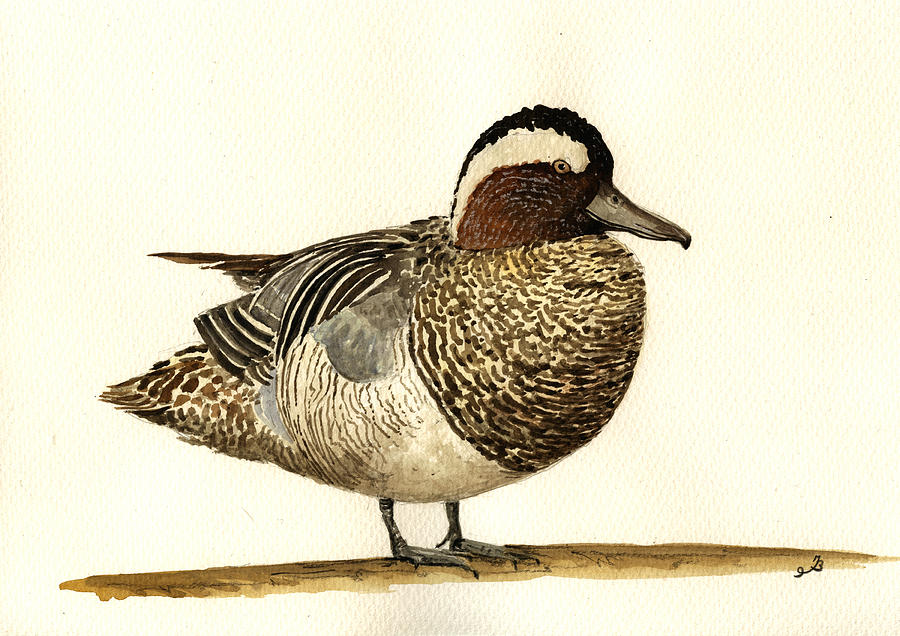 Duck Painting - Garganey duck by Juan  Bosco