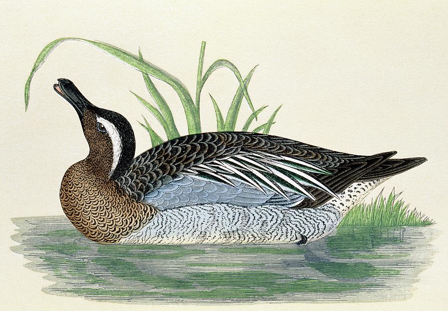 Garganey Photograph by George Bernard/science Photo Library | Fine Art ...