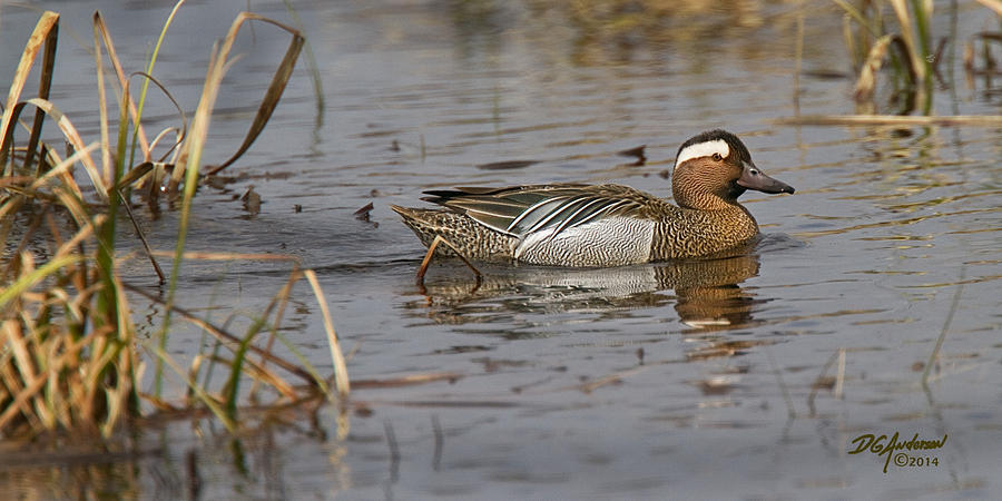 Garganey in Wisconsin Photograph by Don Anderson